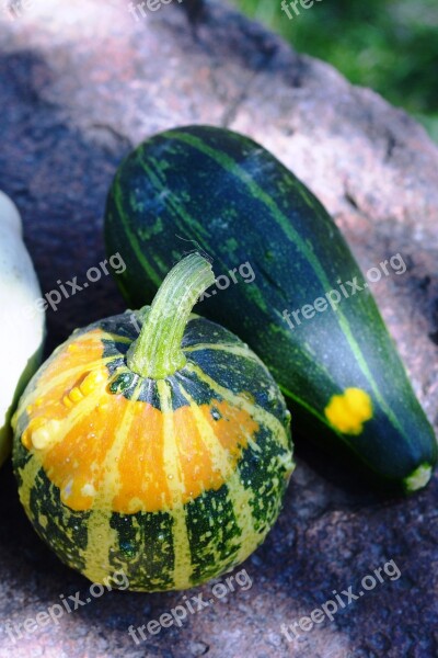 Pumpkin Pumpkins Ornamental Pumpkins Collect Nature