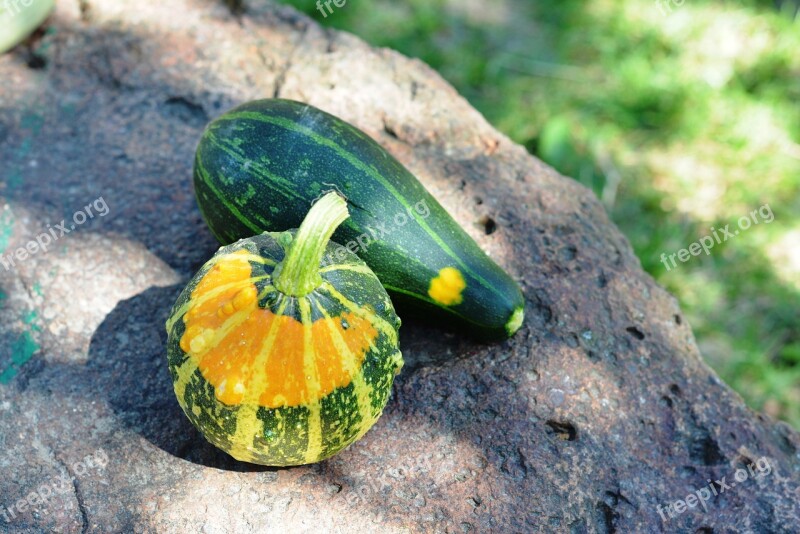 Pumpkin Pumpkins Ornamental Pumpkins Collect Nature