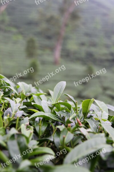 Taiwan Tee Plantation Green Tea Tea Plantation