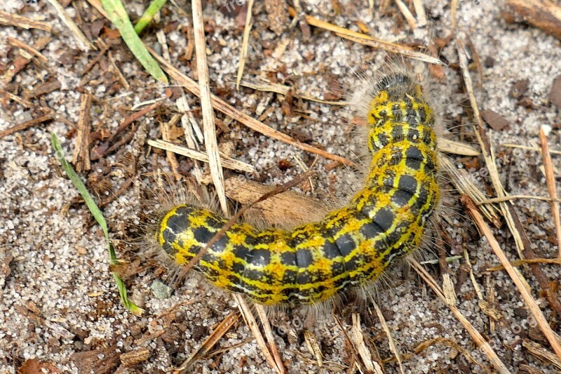 Macro Animal Caterpillar Hair Small Animal