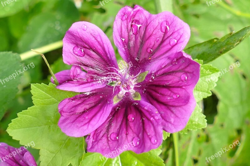 Mallow Close Up Beautiful Violet Blossom