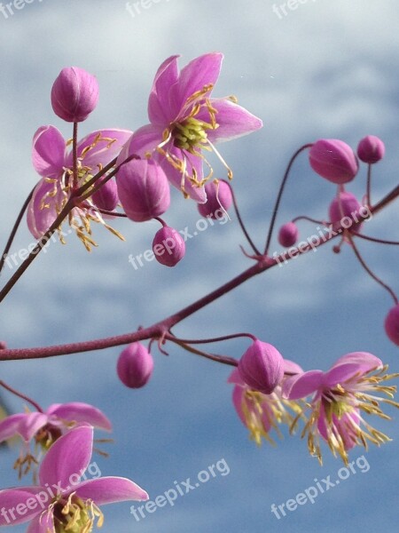 Pink Flower Nature Spring Blossom