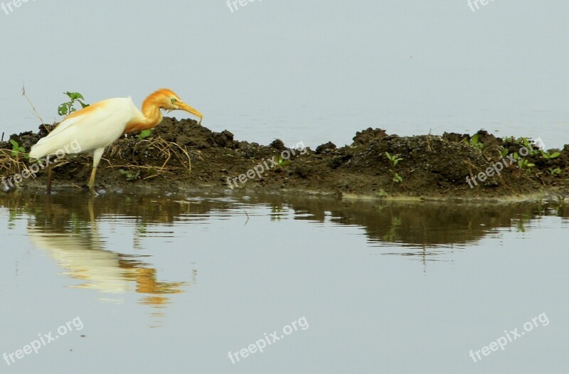 Bird Crane Nature Wild Wildlife