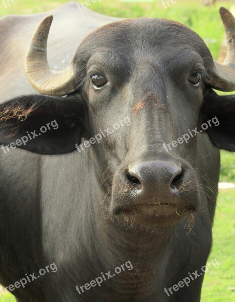 Water Buffalo Nature Wild Mammal Asian