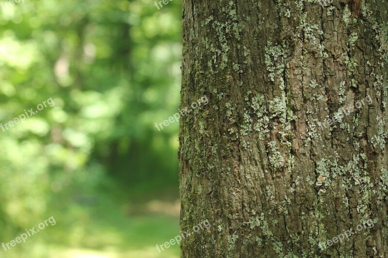 Tree Forest Background Scenery Natural