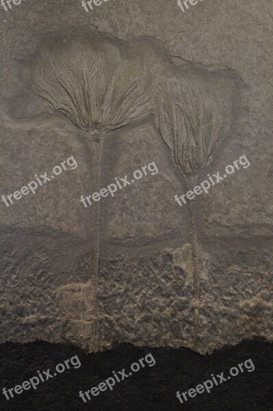 Fossil Fossils Sea Lilies Petrified Anthozoa