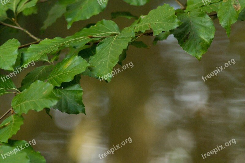 Beech Foliage Beech Forest Branches Nature