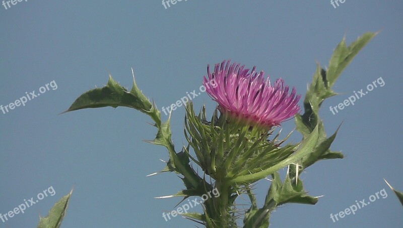 Spiny Flower Wild Plant Summer Prickly Violet