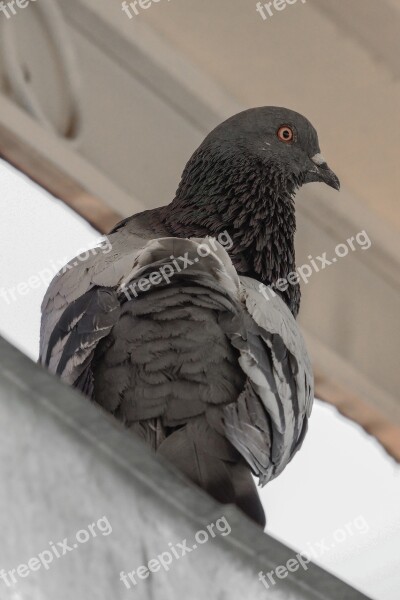 Squab Bird Birds Animal Nature