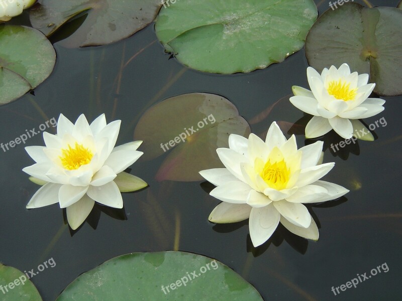 Water Lilies Natural Plant Free Photos