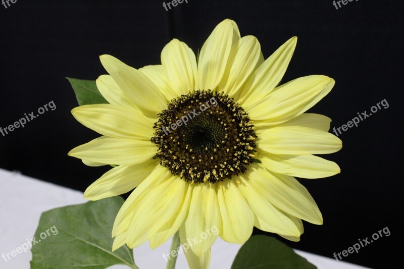 Sunflower Yellow Flower Pale Free Photos