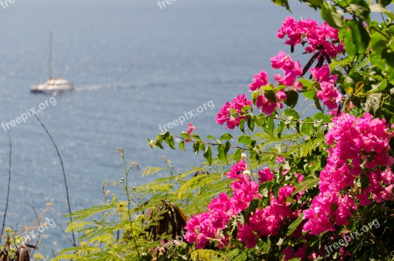 Triple Flower Bougainvillea Botanical Garden Funchal