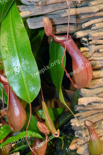 Pitcher Plant Wood Carnivores Carnivore Houseplant