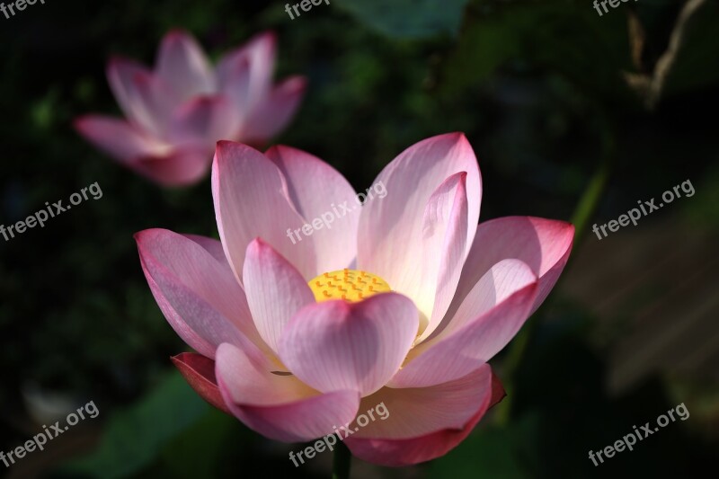 Lotus Bright Pond Flower Powder