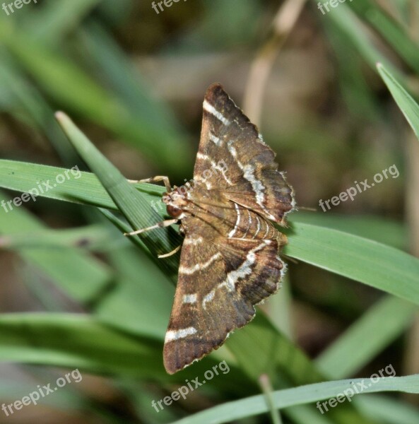 Moth Hawaiian Beet Webworm Moth Insect Brown Moth Insectoid