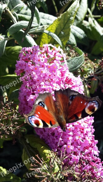 Butterfly Peacock Nature Flower Insect