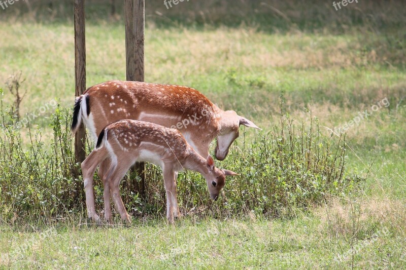 Roe Deer Kitz Fallow Deer Nature Forest