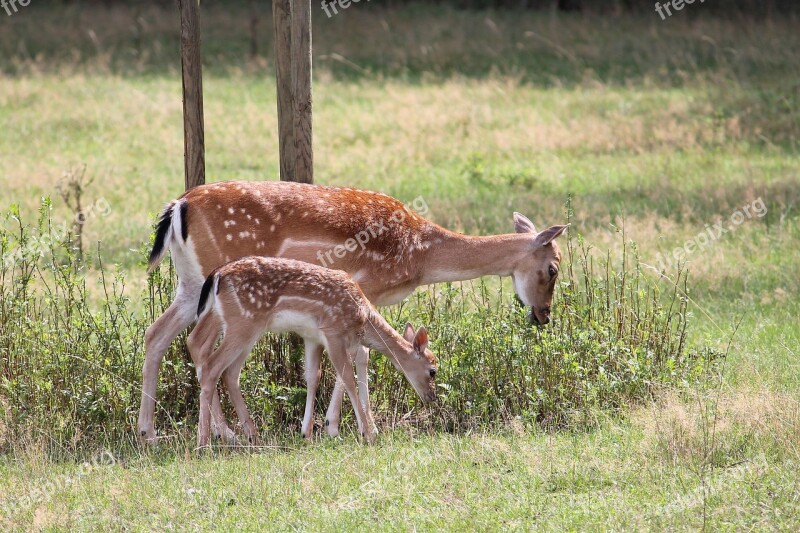 Roe Deer Kitz Fallow Deer Nature Forest