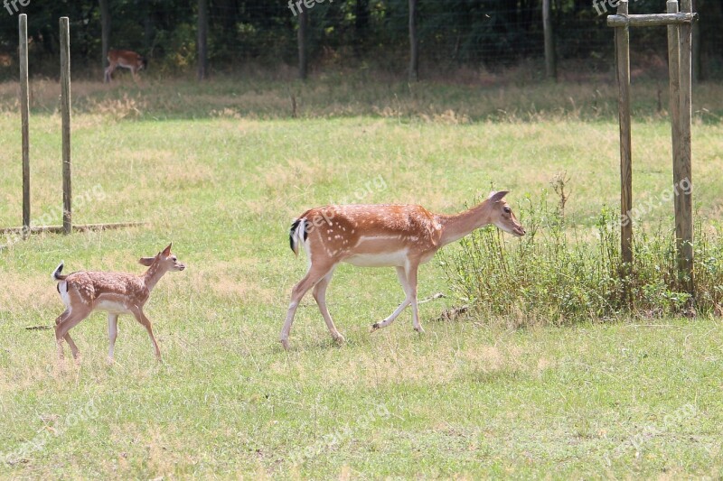 Roe Deer Fallow Deer Nature Forest Free Photos