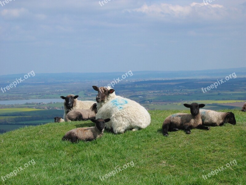 Sheep Lambs Spring Sussex England