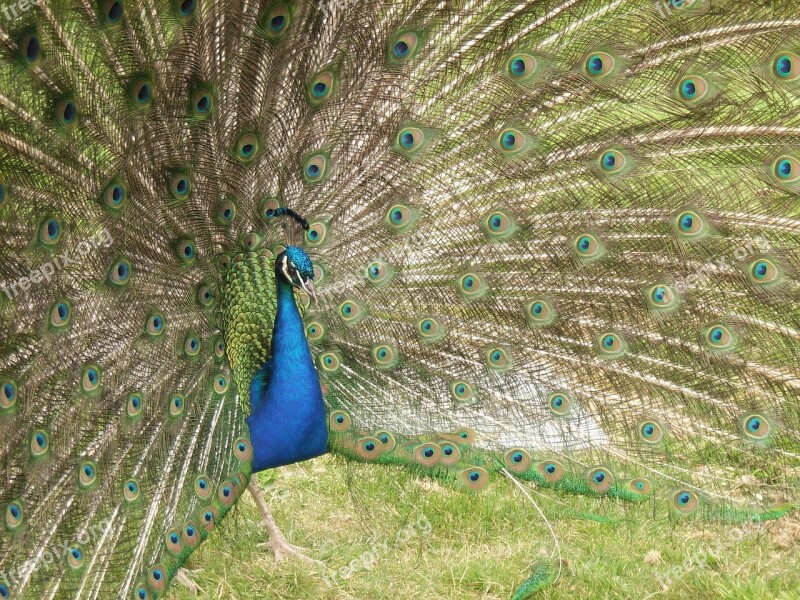 Peacock Eyes Feathers Green Blue