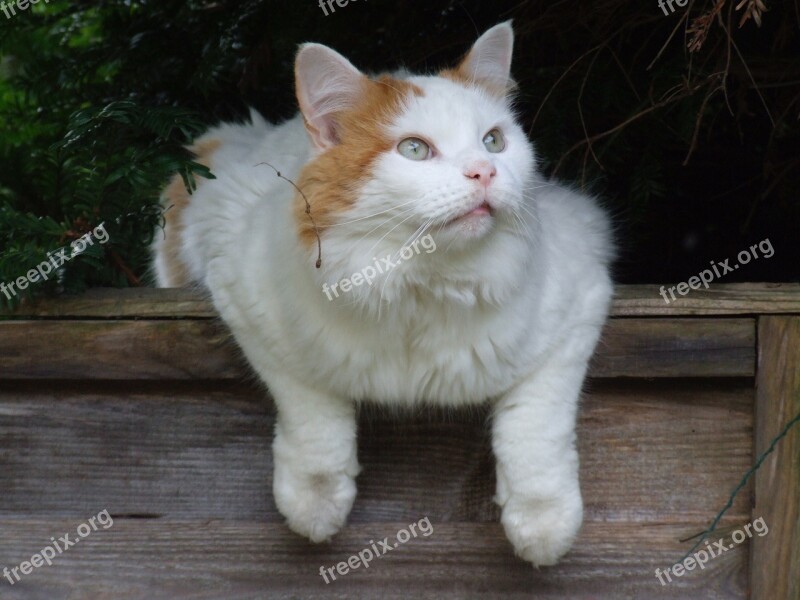 Cat White Turkish Van Feline Pet