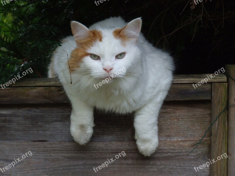 Cat White Turkish Van Feline Pet