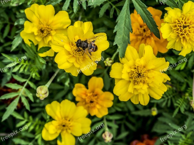 Nature Summer Plant Leaves Flowers