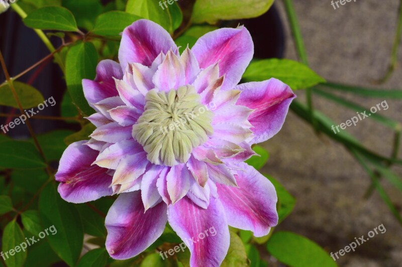 Clematis Josephine Climber Double Pink