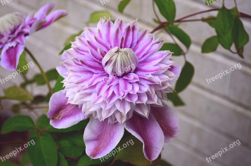 Clematis Josephine Climber Double Pink