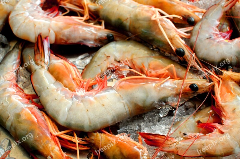 Prawns Shrimp Ice Seafood Crustacean