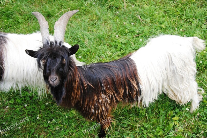 Goat Nature Meadow Pasture Animal