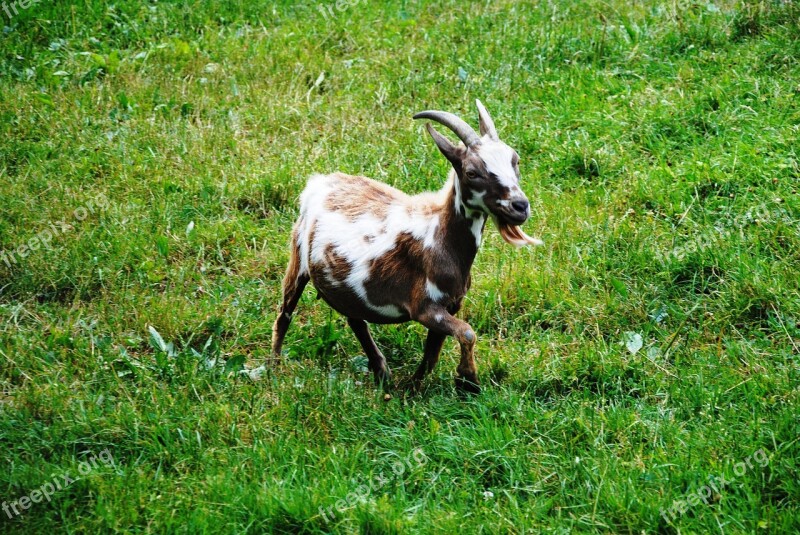 Goat Nature Meadow Pasture Animal