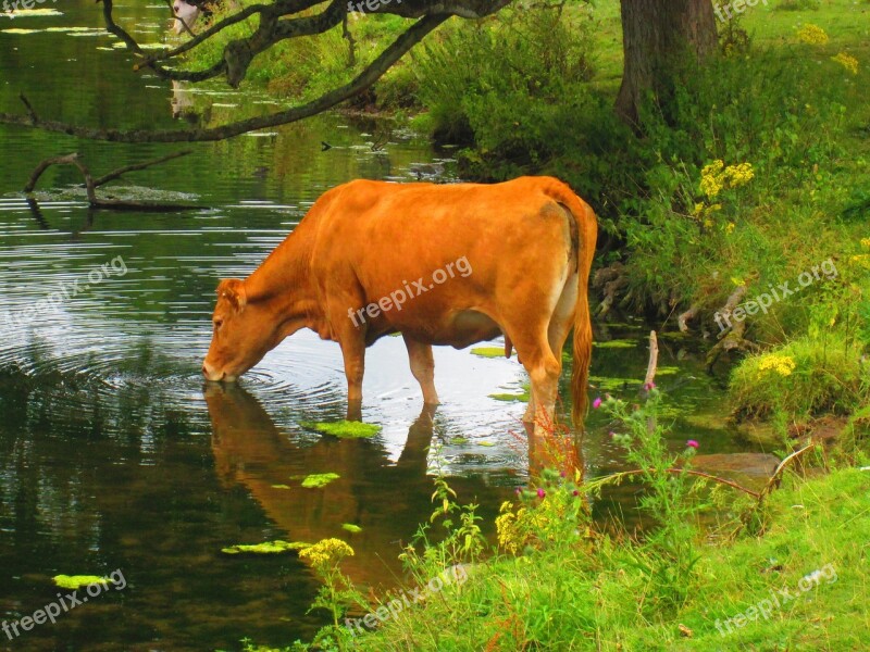 Cow Drinking Lake Cattle Animal