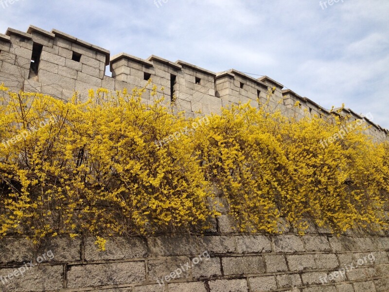 Castle Forsythia Namsan Sungkyunkwan University Next Way Free Photos