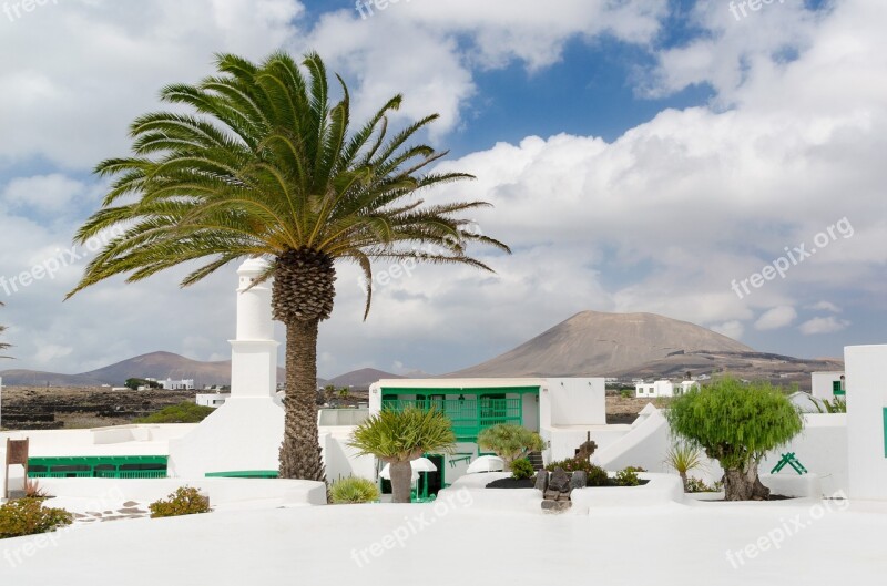 Palm Lanzarote Canary Islands Spain Island