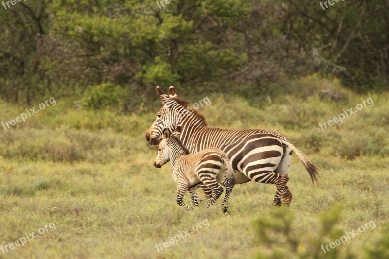 Zebra Africa Wild Running Baby