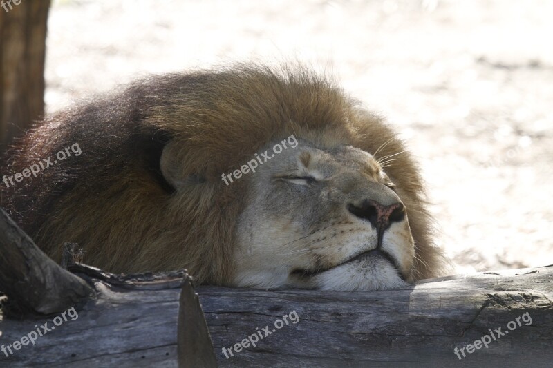 Lion Sleeping Africa Fauna Savannah