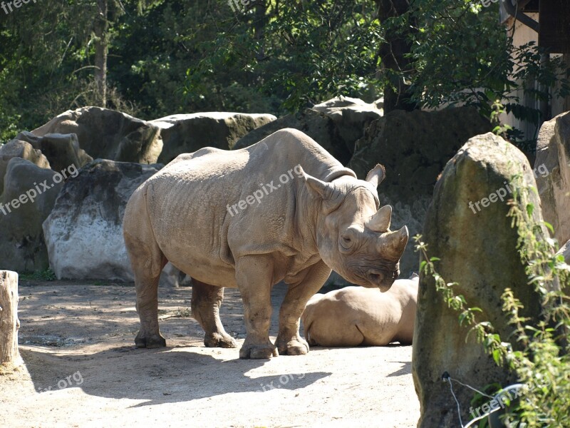 Zoo Rhino Animal Mammal Free Photos