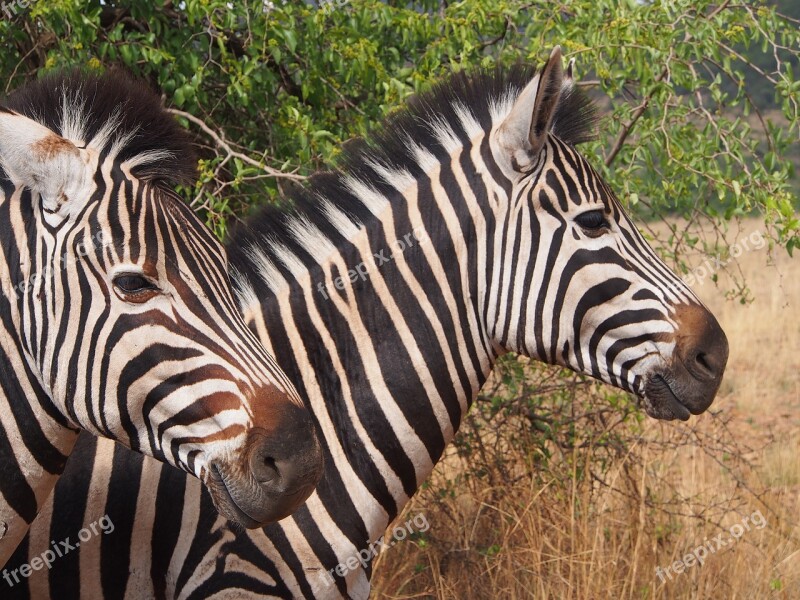 Zebra Pilanesberg Wilderness Gauteng Africa