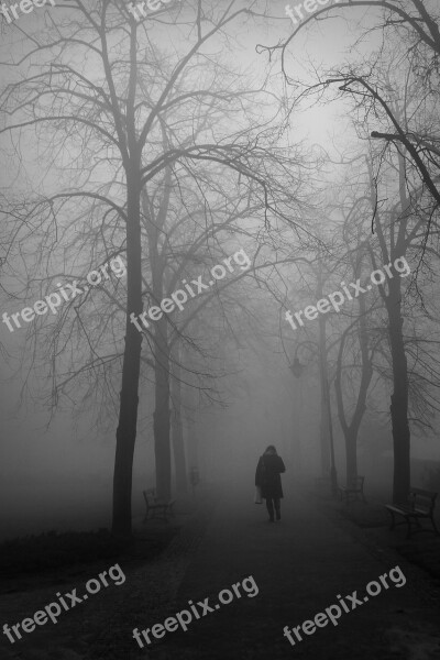 The Fog Autumn Park Dark Tree