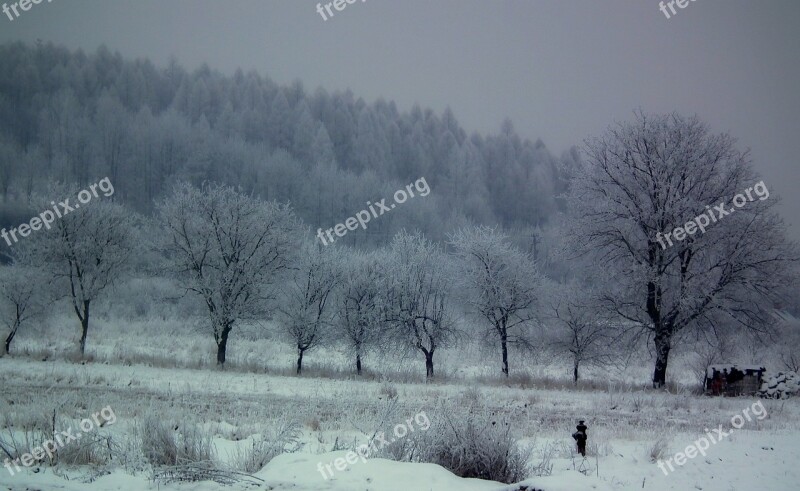 Winter Tree Snow Landscape Frost