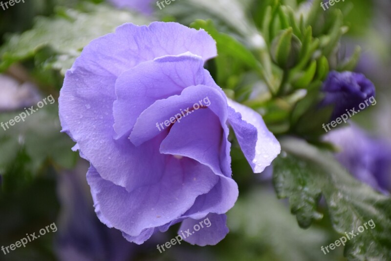 Hibiscus Flower Blue Rain Close Up Garden