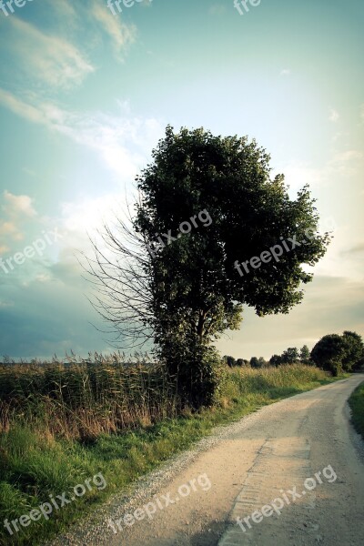 Tree Way Nature Landscape The Path