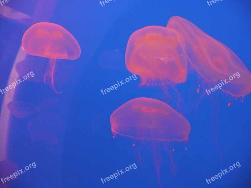 Jellyfish Medusa Water Animals Nature