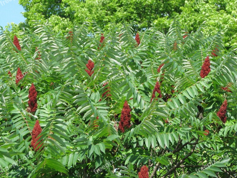 Staghorn Sumac Rhus Typhina Rhus Hirta Ornamental Shrub Invasive