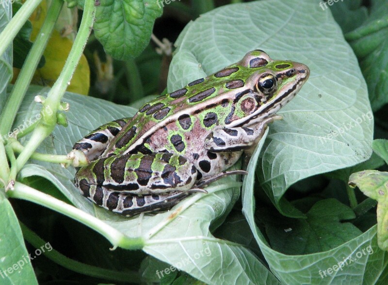 Northern Leopard Frog Lithobates Pipiens Rana Pipiens Semi-copper Morph Lab Frog