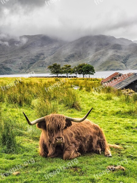 Highland Cow Cow Scotland Cattle Livestock