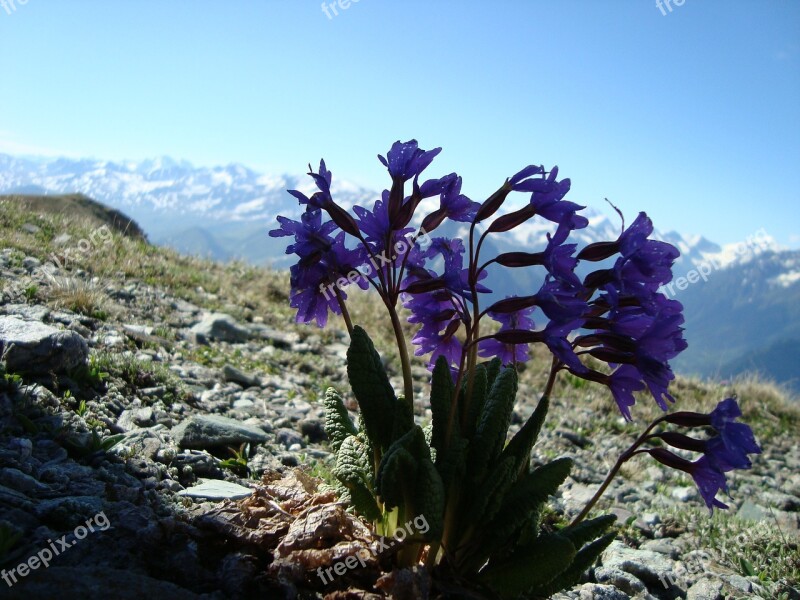 Arkhyz Mountains Flowers Free Photos