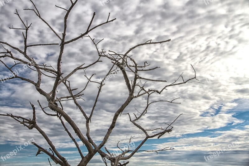 Backlit Sky Twigs Silhouette Free Photos